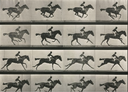 Animal, Archive and Memory Animal, Archive and Memory