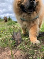 ONLINE LECTURE: Claire Parkinson (Centre for Human-Animal Studies, Edge Hill University)